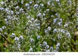 Attēlu rezultāti vaicājumam “Myosotis ramosissima flower”