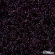 Attēlu rezultāti vaicājumam “Sphagnum capillifolium”