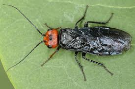 Attēlu rezultāti vaicājumam “Acantholyda erythrocephala”