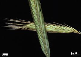 Image result for Secale cereale