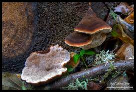 Attēlu rezultāti vaicājumam “Ischnoderma benzoinum”