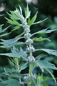 Attēlu rezultāti vaicājumam “Leonurus quinquelobatus leaf”