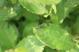 Attēlu rezultāti vaicājumam “Phyllopertha horticola”