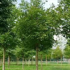 Attēlu rezultāti vaicājumam “Juglans ailanthifolia”