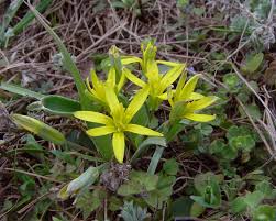 Attēlu rezultāti vaicājumam “Gagea pratensis”