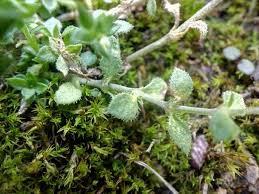 Attēlu rezultāti vaicājumam “Arenaria serpyllifolia leaf”