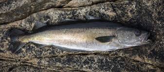 Image result for Pollachius pollachius