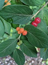 Attēlu rezultāti vaicājumam “Lonicera tatarica fruit”