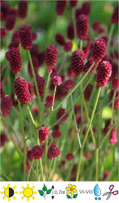 Attēlu rezultāti vaicājumam “Sanguisorba officinalis”