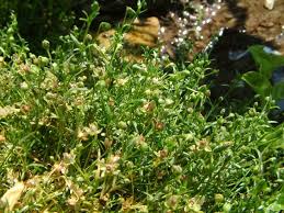 Attēlu rezultāti vaicājumam “Sagina procumbens”