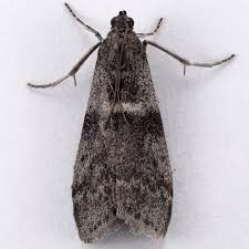 Attēlu rezultāti vaicājumam “Apomyelois bistriatella”