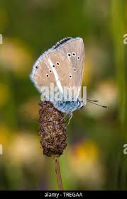Attēlu rezultāti vaicājumam “Agrodiaetus damon underside”