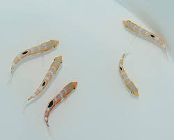 Image result for Halichoeres radiatus