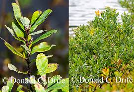 Attēlu rezultāti vaicājumam “Myrica gale bud”