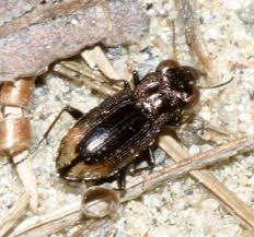 Attēlu rezultāti vaicājumam “Notiophilus biguttatus”