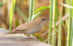 Image result for Locustella luscinioides