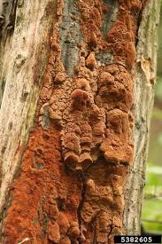 Attēlu rezultāti vaicājumam “Phellinus ferruginosus”