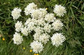 Attēlu rezultāti vaicājumam “Hemicrepidius sp.”