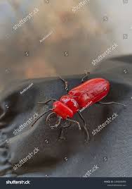 Attēlu rezultāti vaicājumam “Cucujus cinnaberinus”