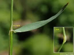 Attēlu rezultāti vaicājumam “Anthoxanthum odoratum fruit”
