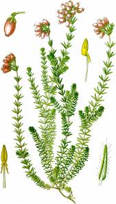 Attēlu rezultāti vaicājumam “Erica tetralix fruit”