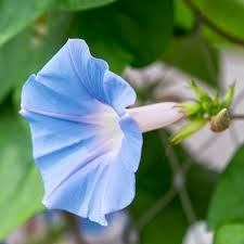 Image result for Ipomoea Heavenly Blue