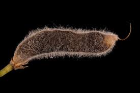 Attēlu rezultāti vaicājumam “Lupinus polyphyllus fruit”