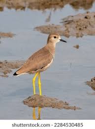 Image result for Vanellus leucurus