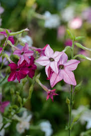 Image result for Nicotiana x sanderae