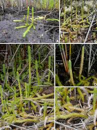 Attēlu rezultāti vaicājumam “Lycopodiaceae”