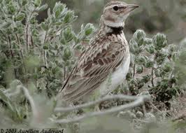 Image result for Melanocorypha bimaculata