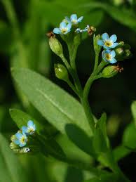 Attēlu rezultāti vaicājumam “Myosotis laxa subsp. baltica”