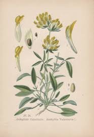 Attēlu rezultāti vaicājumam “Anthyllis vulneraria”