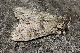 Attēlu rezultāti vaicājumam “Polia nebulosa”