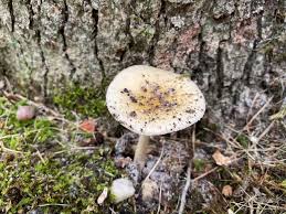 Attēlu rezultāti vaicājumam “Hygroamblystegium humile”