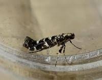 Attēlu rezultāti vaicājumam “Gracillaria syringella”