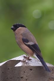 Attēlu rezultāti vaicājumam “Fringillidae”