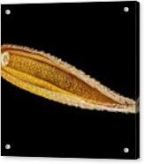 Attēlu rezultāti vaicājumam “Cynosurus cristatus fruit”