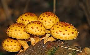 Attēlu rezultāti vaicājumam “Pholiota squarrosoides”