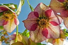 Image result for Christrose