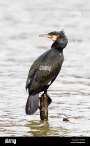 Attēlu rezultāti vaicājumam “Phalacrocorax carbo adult”