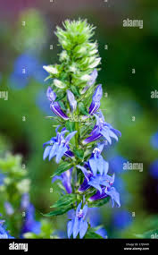 Attēlu rezultāti vaicājumam “Lobeliaceae”