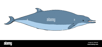 Image result for Mesoplodon bidens