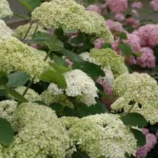 Attēlu rezultāti vaicājumam “Hydrangea arborescens subsp. discolor flower”