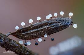 Attēlu rezultāti vaicājumam “Lycogala botrydium macro”