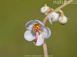 Attēlu rezultāti vaicājumam “Pyrola rotundifolia”