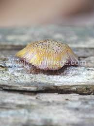 Attēlu rezultāti vaicājumam “Symphytocarpus flaccidus spores”