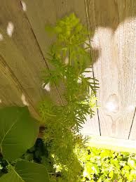 Attēlu rezultāti vaicājumam “Malva moschata leaf”