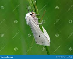 Attēlu rezultāti vaicājumam “Diaphora mendica”