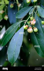 Attēlu rezultāti vaicājumam “Euonymus fruit”